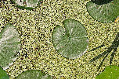 早鸟有福利！IGN满分游戏《极限竞速：地平线5》全面上线